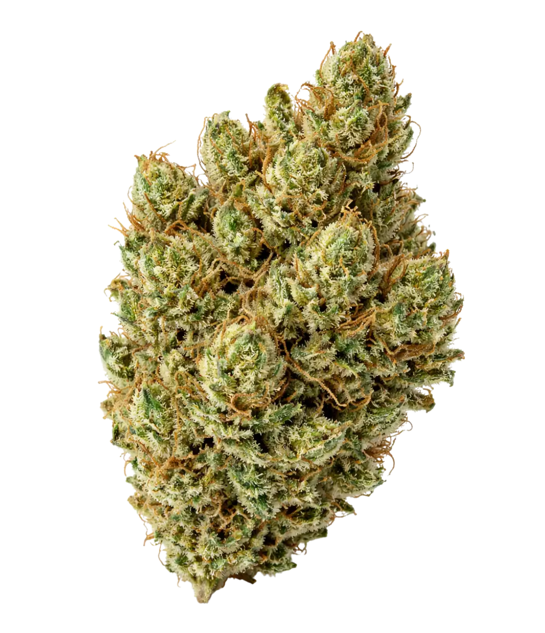 Super Silver Haze ⛓️⛓️⛓️