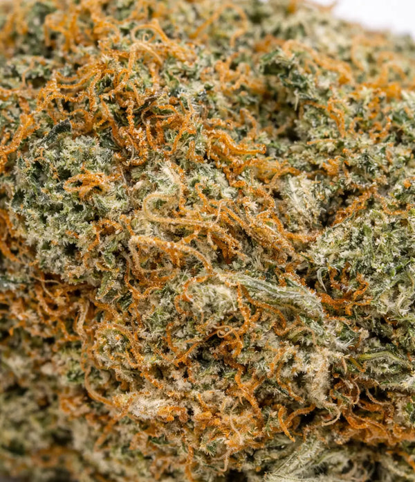 Girl Scout 🍭 🍭 🍭