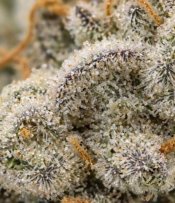 Brain Freeze 🧊 🧊 🧊