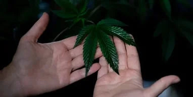 CBD et Sport : Récupération Musculaire Optimisée