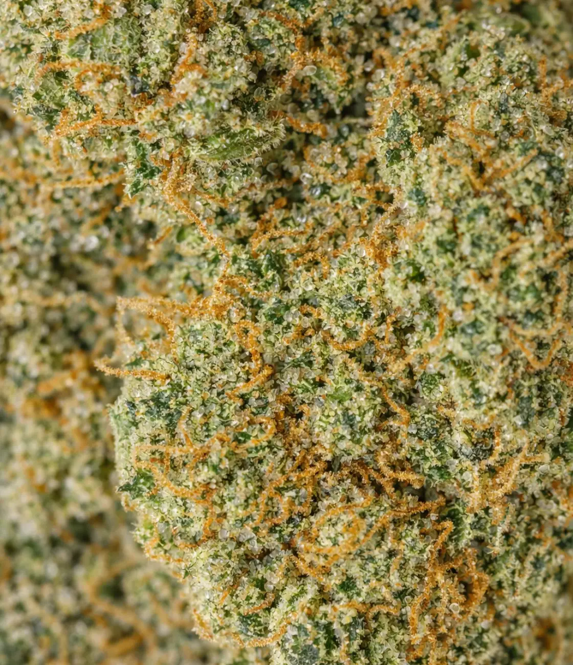 California Haze 🔫 🔫 🔫