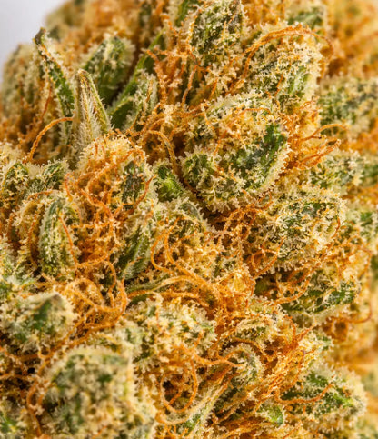 Orange Bud 🍊🍊🍊