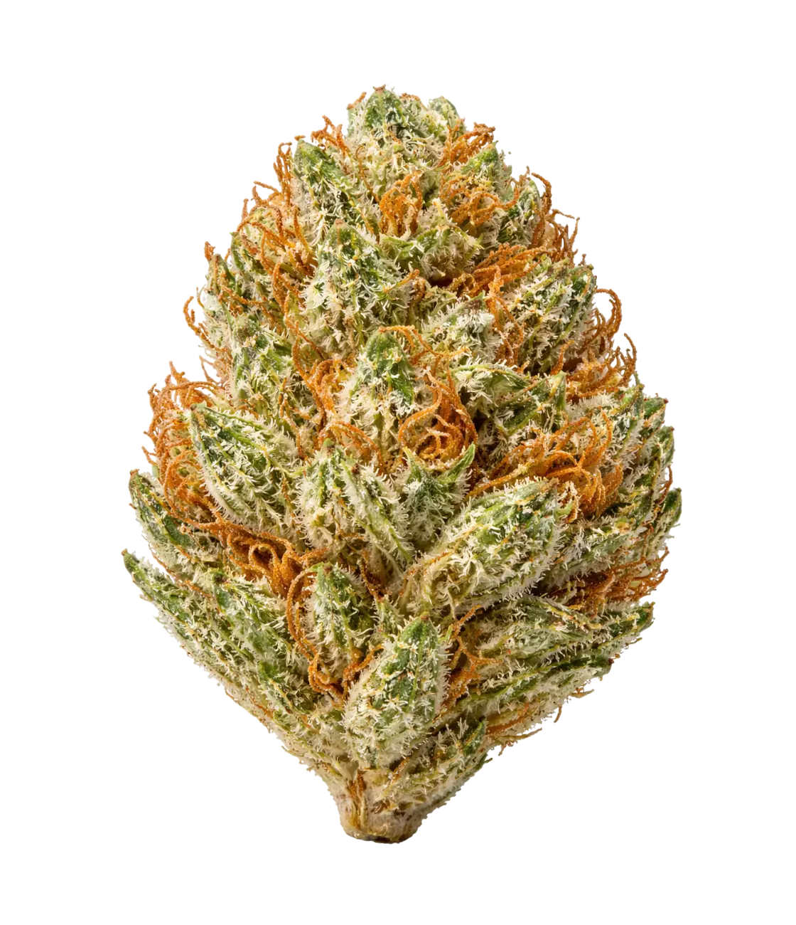 Candy Kush 🍬 🍬 🍬