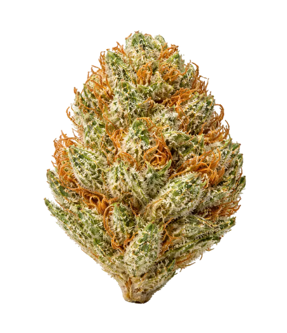 Candy Kush 🍬 🍬 🍬