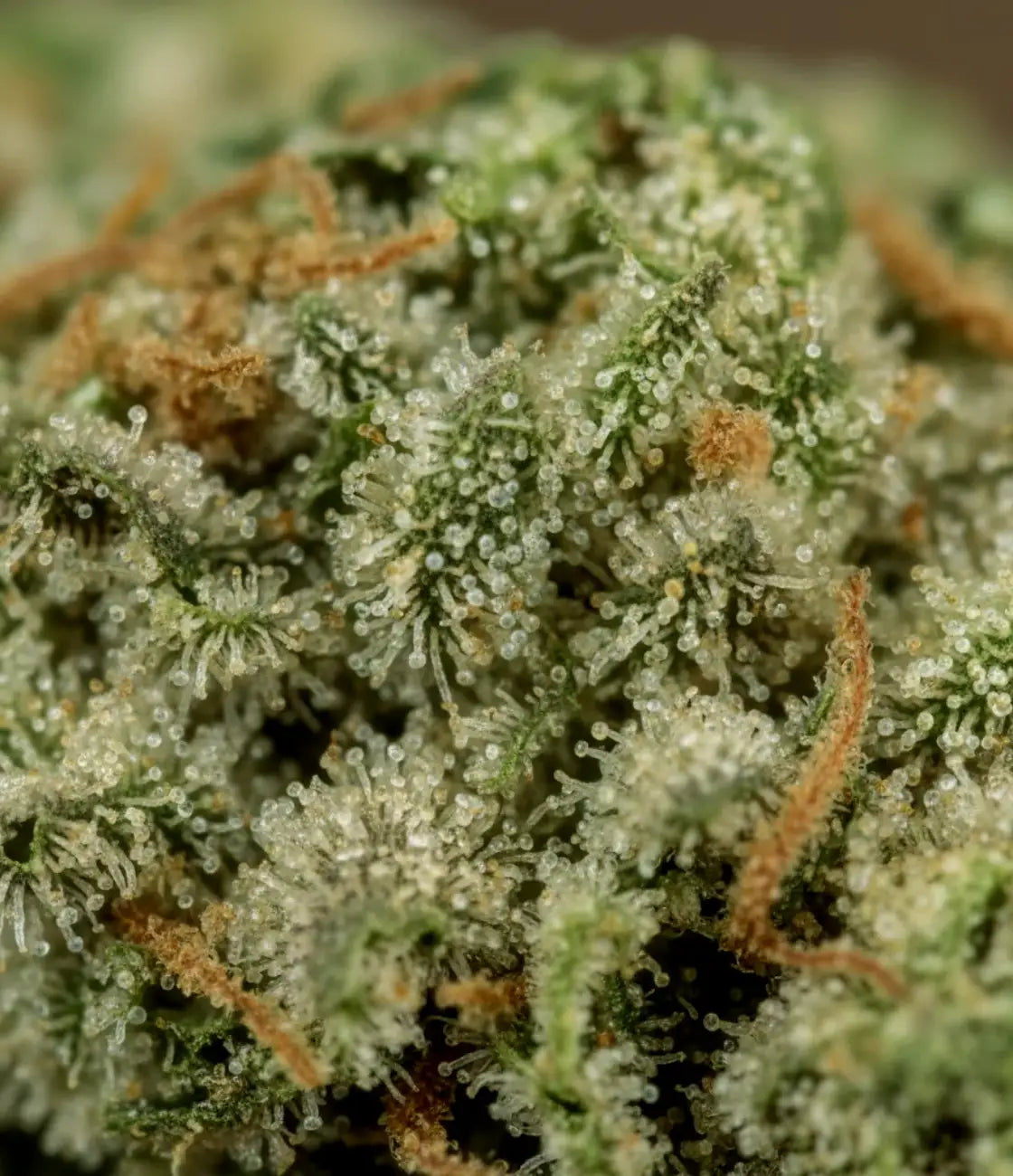 Sour Diesel ⛽ ⛽ ⛽