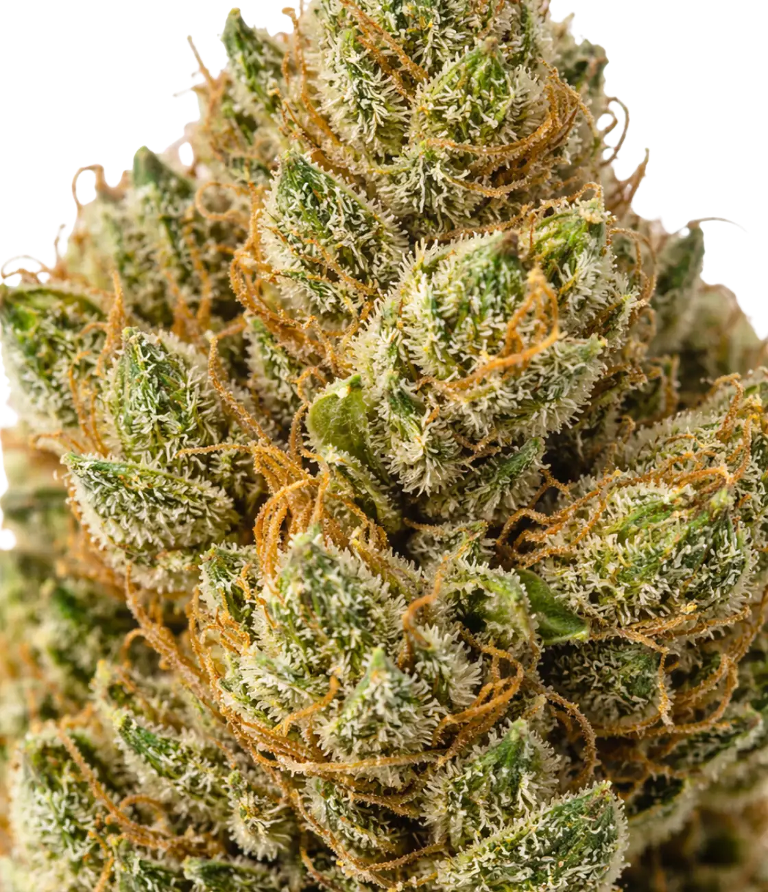 Super Silver Haze ⛓️⛓️⛓️