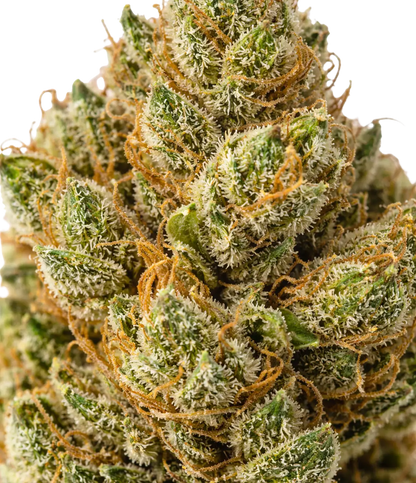 Super Silver Haze ⛓️⛓️⛓️