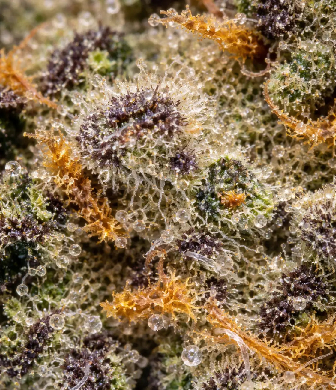 Banana Runtz 🍌 🍌 🍌