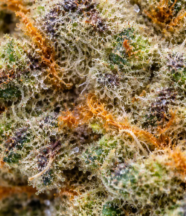 Blue Cheese 💙 💙 💙