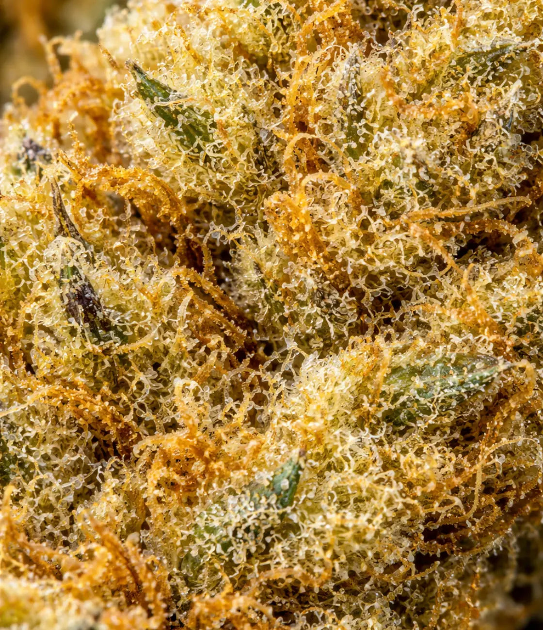 Amnesia Haze ✨ ✨ ✨