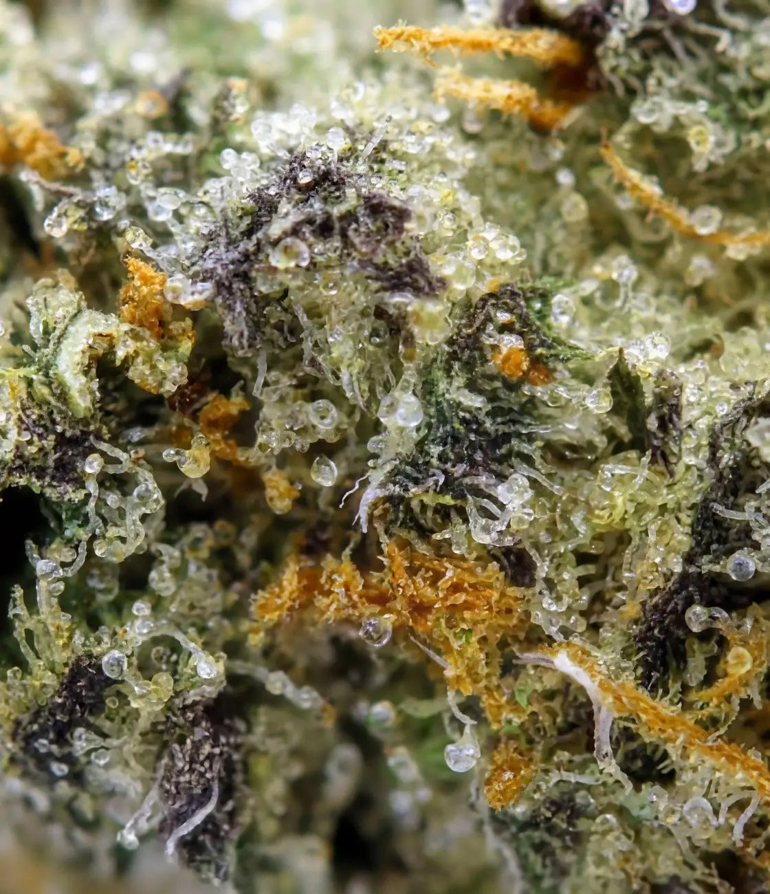 Gorilla Runtz 🦍 🦍 🦍