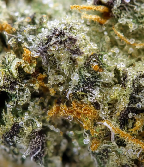 Gorilla Runtz 🦍 🦍 🦍