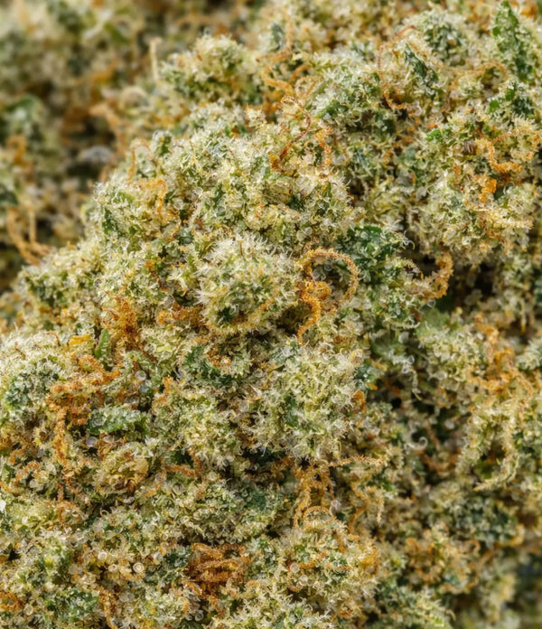 Bruce Banner 💪  💪  💪