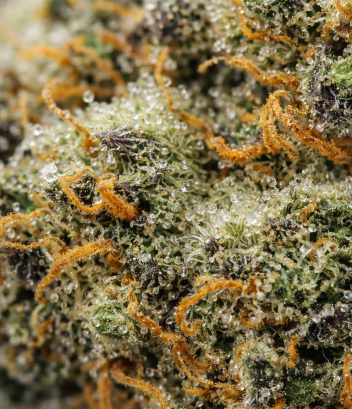 White Widow 👰🏼 👰🏼 👰🏼