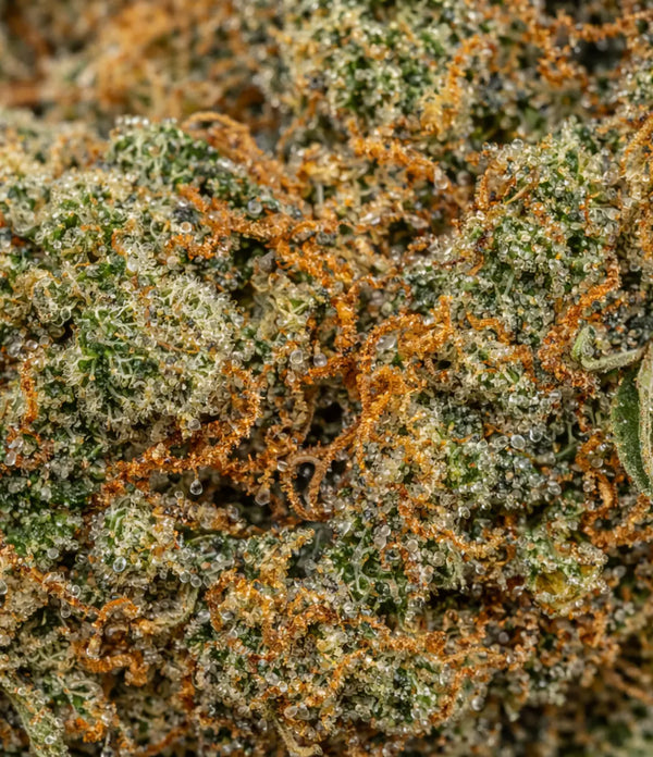 Sleepy Joe 🇺🇸 🇺🇸 🇺🇸