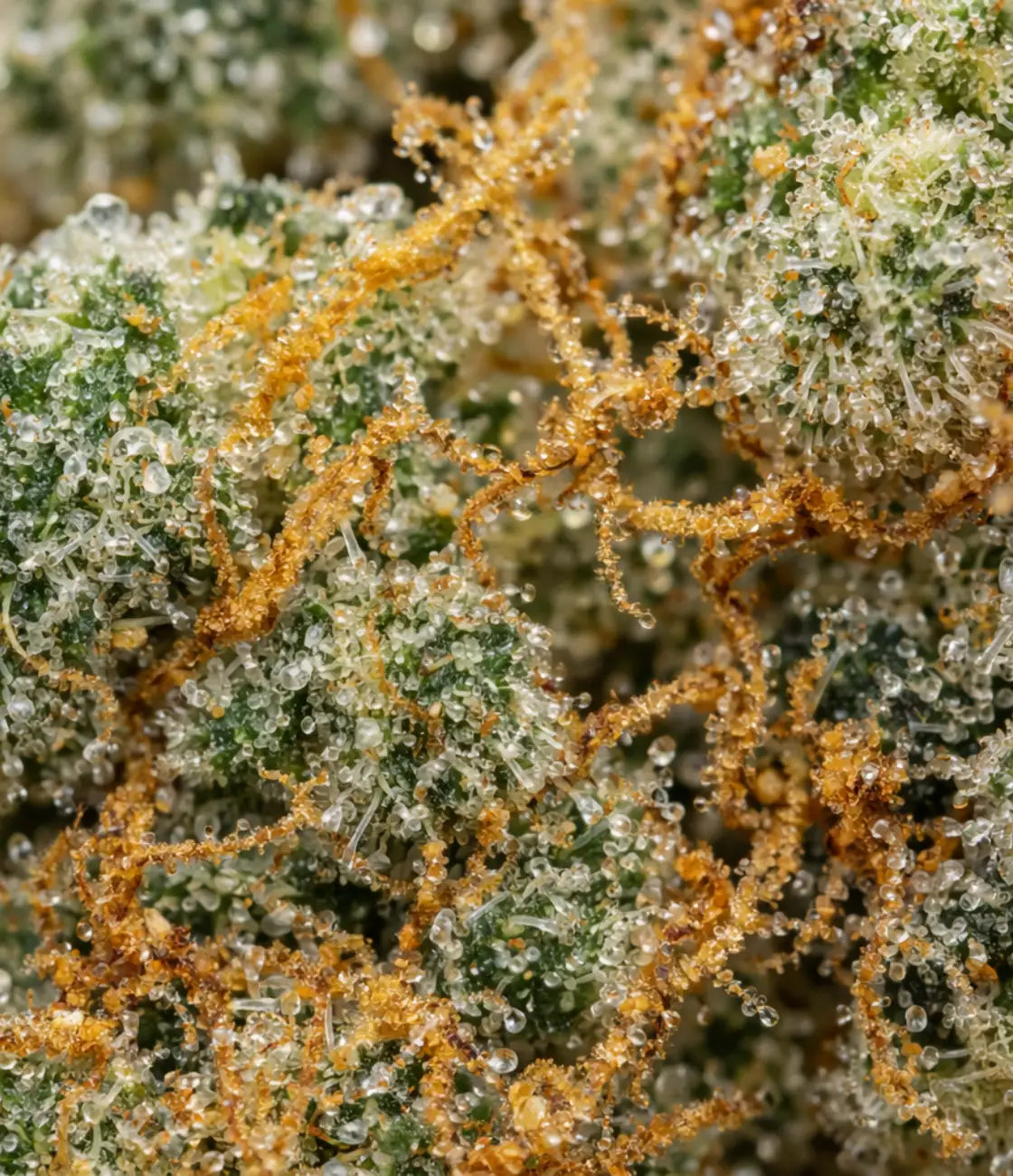 Gelato 41  🍨 🍨 🍨