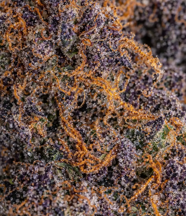 Purple Haze 😈 😈 😈