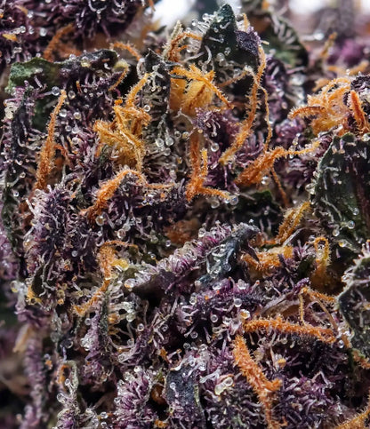 Blueberry Kush 🫐 🫐 🫐