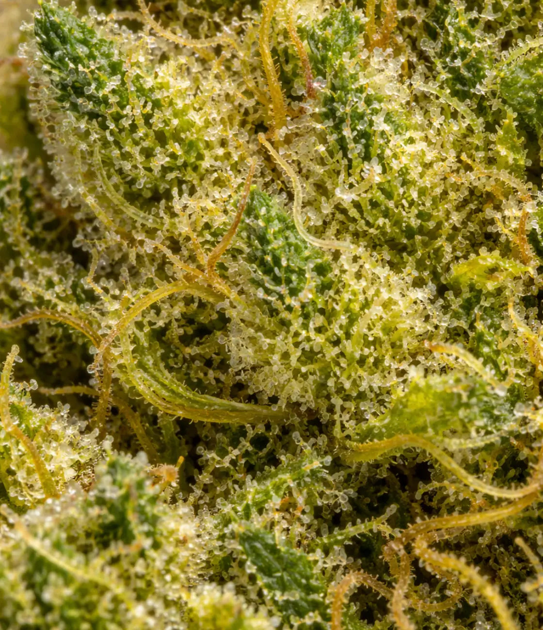 M-AC US 🛸 🛸 🛸