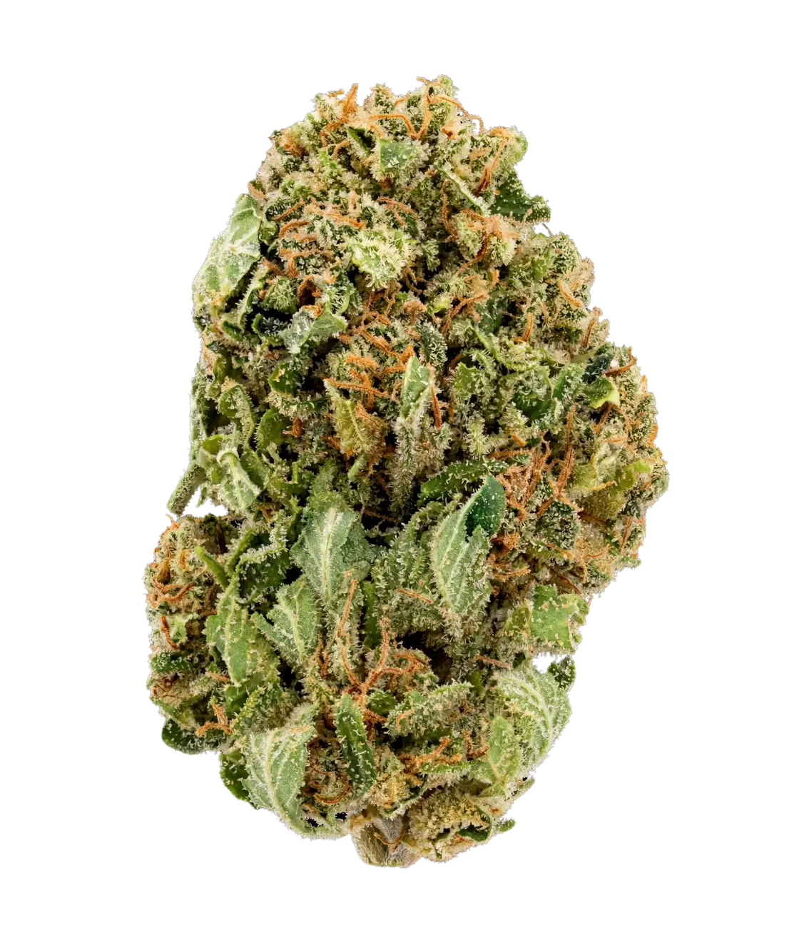 Cannatonic 🤠 🤠 🤠