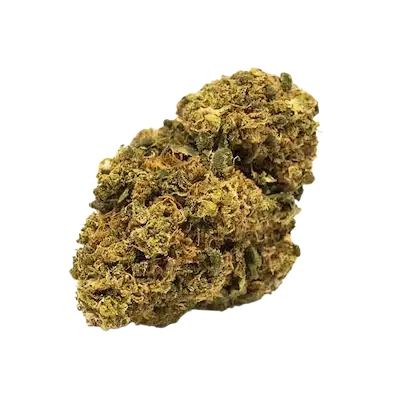 Gelato 41 🇺🇸 – Cali Genetics